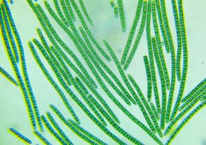 ANFACO - ENHACED MICROALGAE ANFACO - SpecTUNA