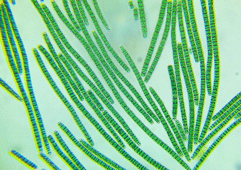 ANFACO-CYTMA - ENHANCED MICROALGAE