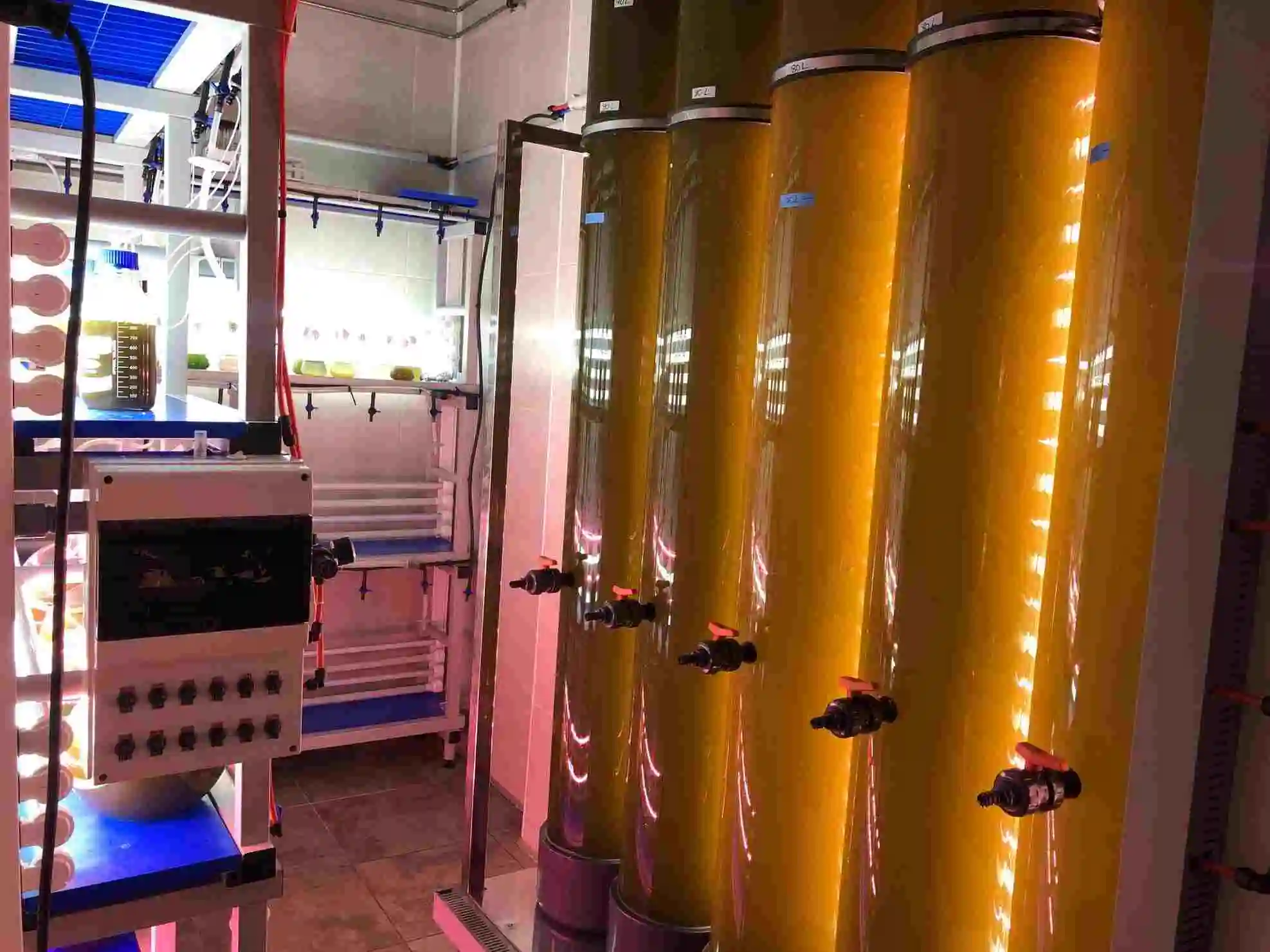 biorreactores de cultivo de microalgas que están ubicados en la planta piloto de ANFACO-CYTMA