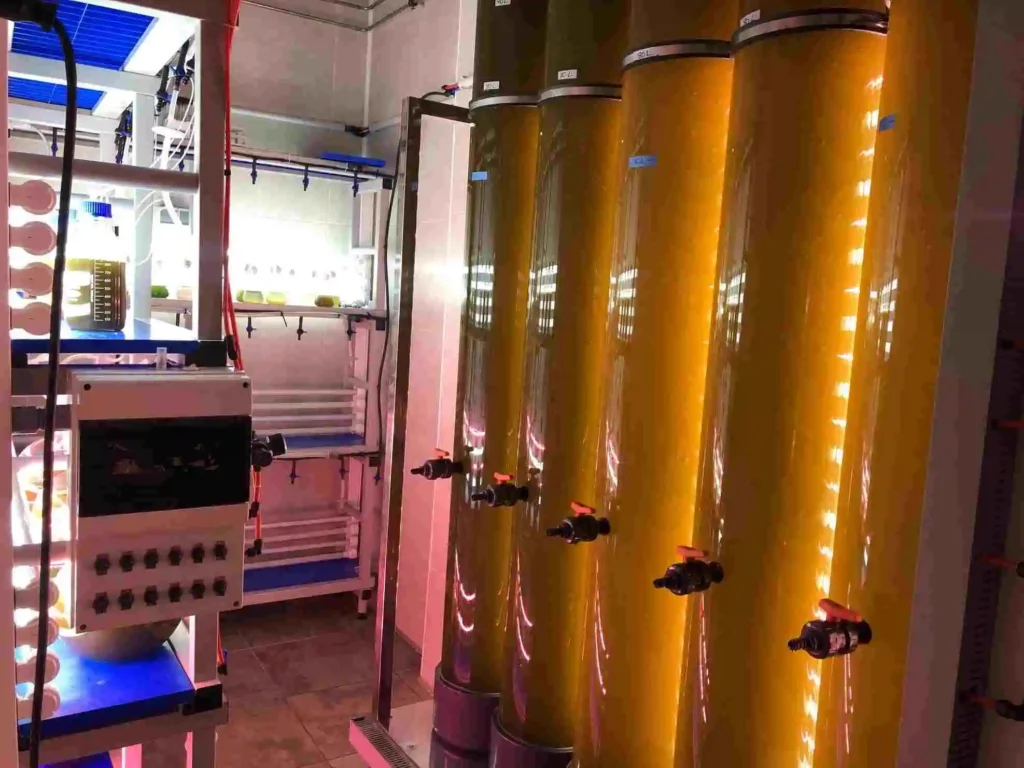 biorreactores de cultivo de microalgas que están ubicados en la planta piloto de ANFACO-CECOPESCA